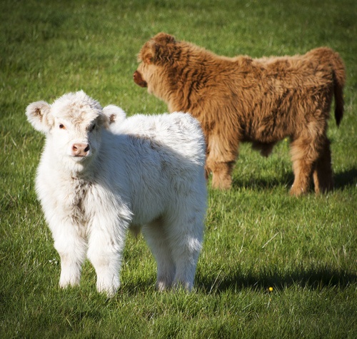 Highland Cattle Calves (by ryandean) finally cows that I could actually like: 