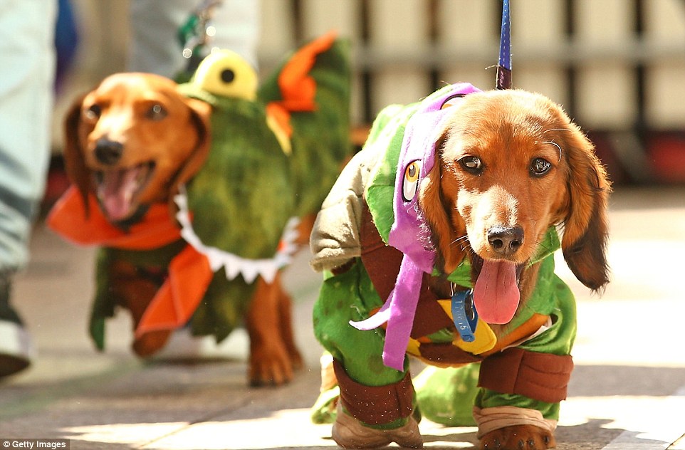 30 mini dachshunds, 6 standard dachshunds and 18 dachshund puppies all competed for first place and for Best Dressed Dachshund during the annual Oktoberfest celebration