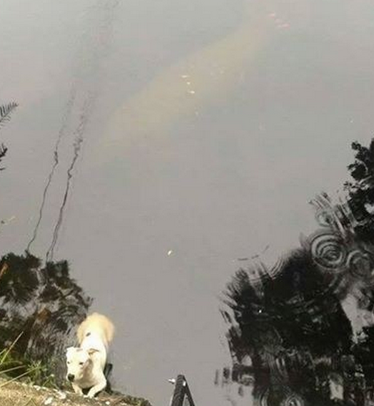 This manatee protected a dog who got stuck in a river.