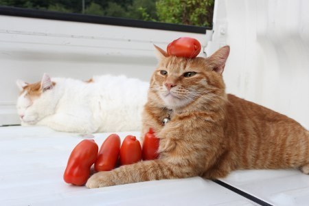"Ah, the majestic tomato."