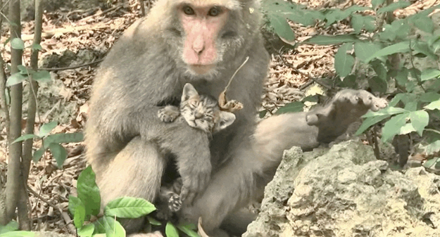 A female macaque named Positi rescued stray kittens and took care of them as if they were her own babies.