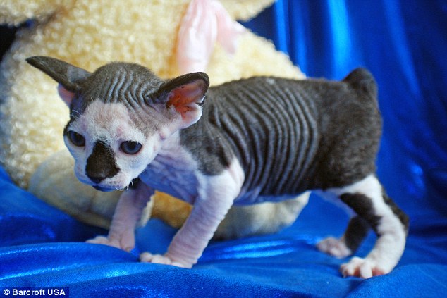 The SphynxieBob (pictured) looks identical to a regular Sphynx - has round ears, the hairless features and a muscular build - with the only difference being the short bobtail