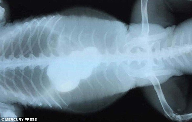 X-rays, revealed that a pet lizard had a plastic object which was stuck in its stomach and making it unwell 