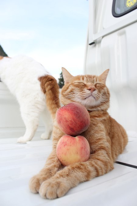 "These peaches are almost as fuzzy as I am!"