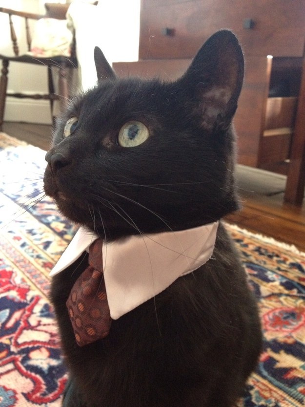 This businessman ready for a day on the job.