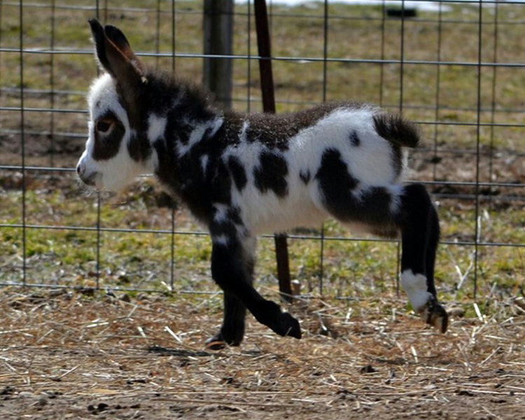 miniature-donkey16