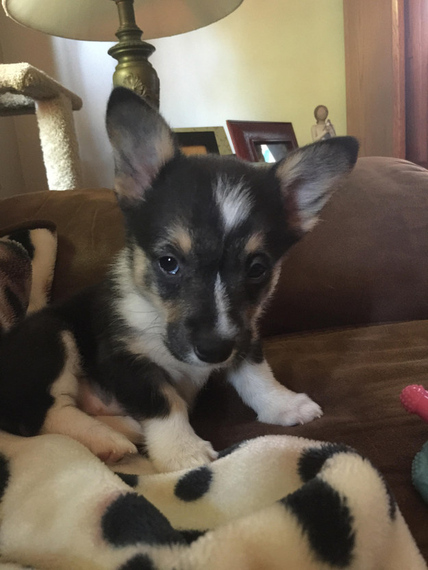 "My favorite part about having a corgi is that she's super sassy and so much fun to play with. Look at all that sass in such a tiny puppy." — Megan B .