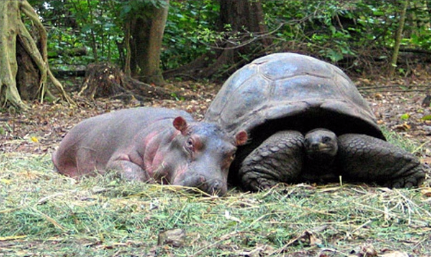 Owen, a lonely the baby hippo, found a best friend in a 130-year old tortoise named Mzee.