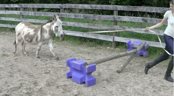 donkey-jump-cute