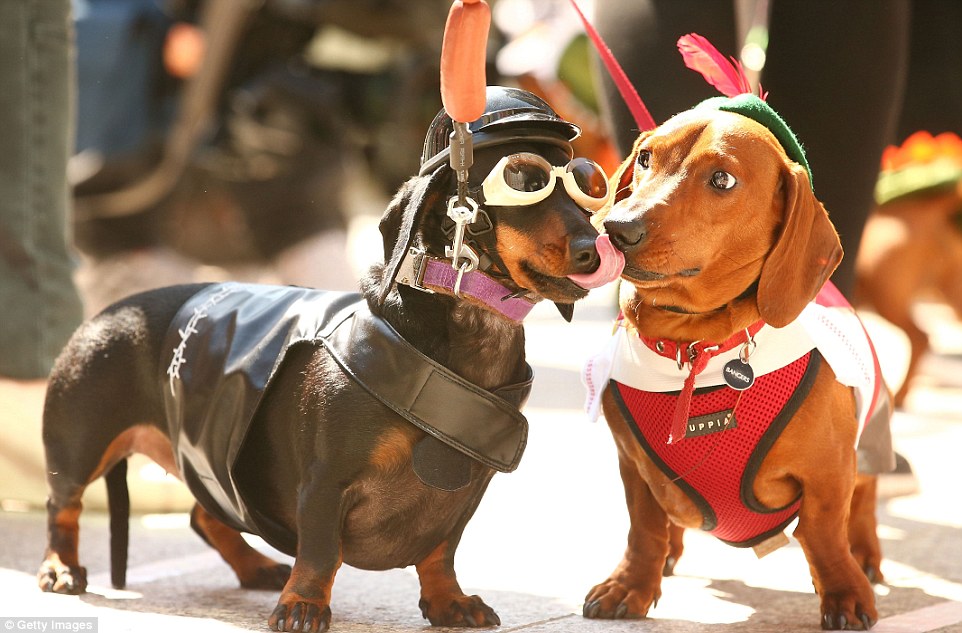 Chilli (left) dressed as a biker dog licks Bangers (right) as they compete in the Hophaus Southgate Inaugural Best Dressed Dachshund competition