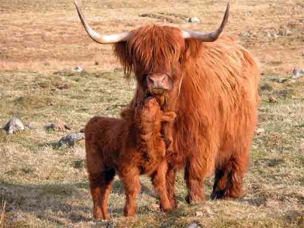 MINIATURE SCOTTISH HIGHLAND CATTLE KISSING HIS MOMMY !!!: 