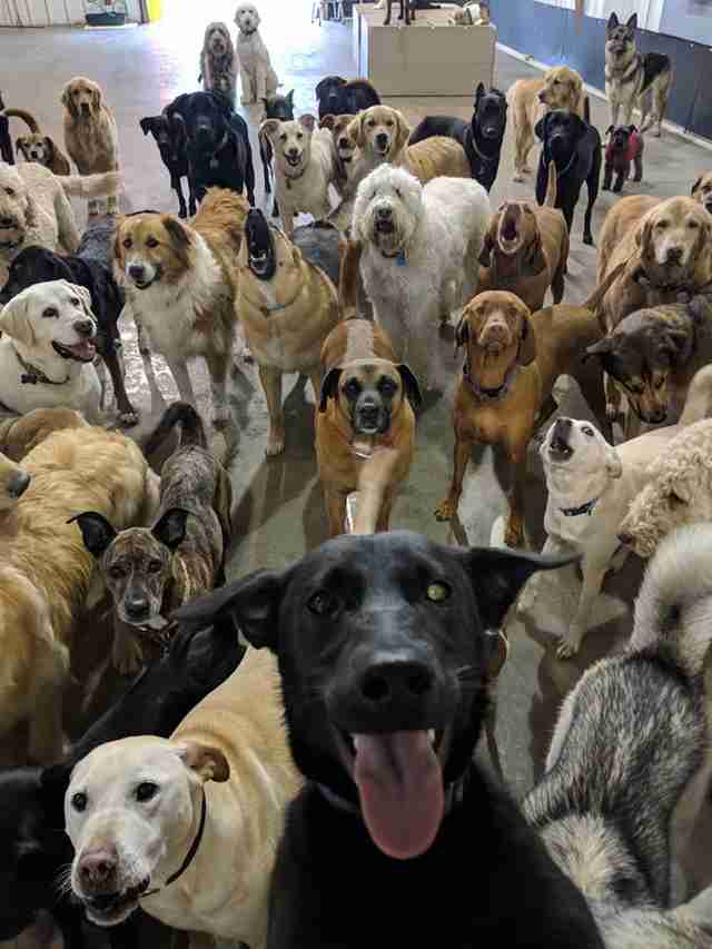 This Epic Dog 'Selfie' Is The Happiest Thing You'll See All Day