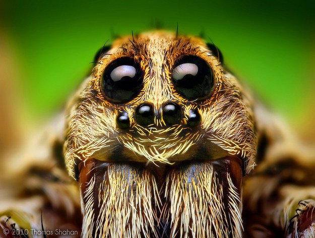 But zooming in close proves spiders are actually just BIG OL' FURRY cuties.