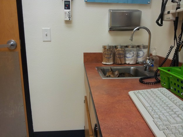 "Ha, that vet will feel so silly when he realizes there is no cat here."