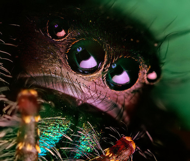 This shifty-eyed arachnid has no time for your sass.