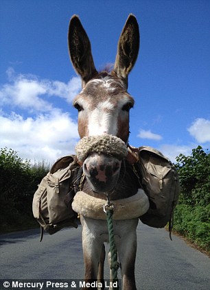 Five-year-old Chico's career as a beach donkey never took off as he hated putting his hooves on sand