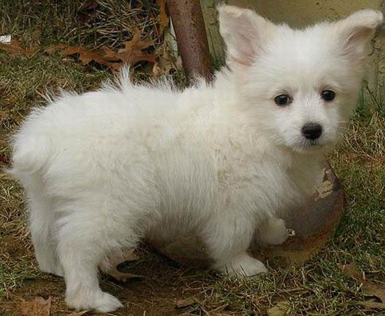 12. It is a cross between the Toy Poodle & the Corgi