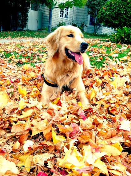 International Golden Retriever Day! Falling in love with Goldens <a href=