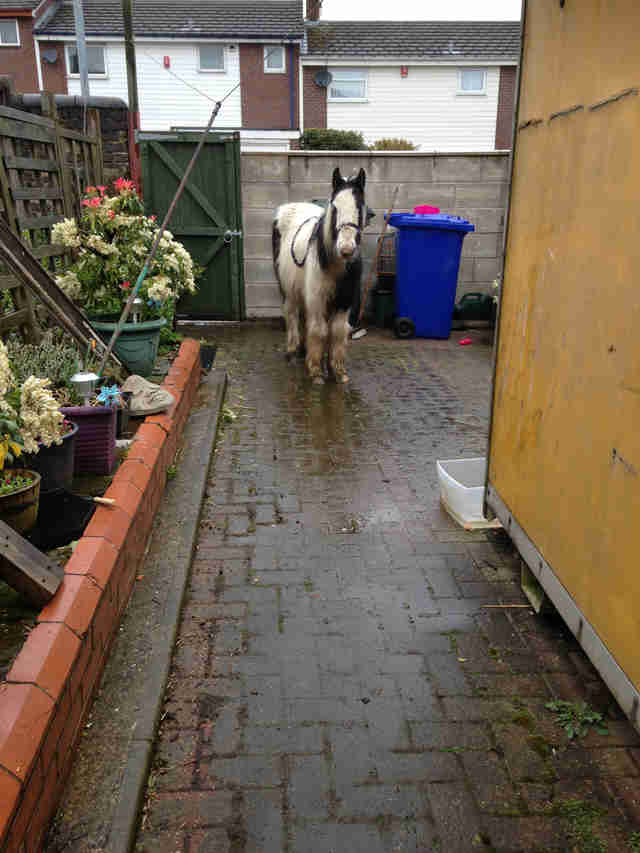 horse found in backyard