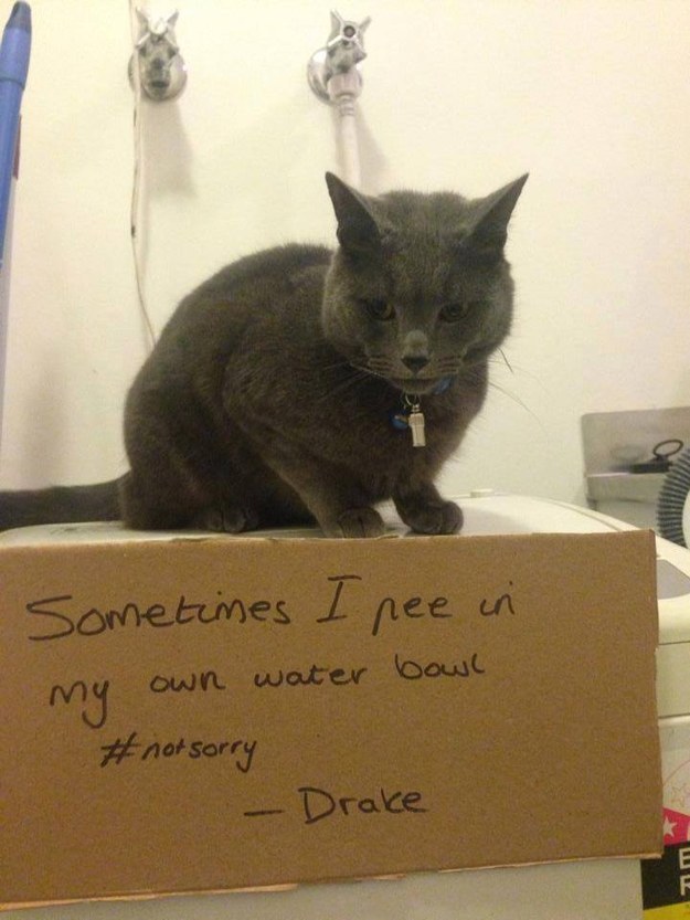 This cat who makes no apologies for the way he keeps hydrated.