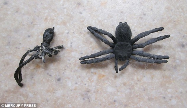 It was later revealed that the family pet had decided to eat these plastic spiders that had been used as Halloween decorations  