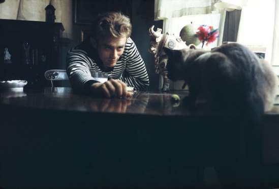 <p>Marcus, the Siamese in this photo, was a gift from Elizabeth Taylor. She gave the cat to Dean in 1955, just months before the actor died.</p>