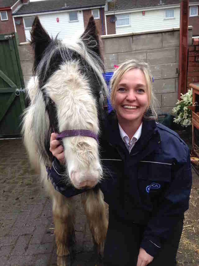 horse found in a backyard