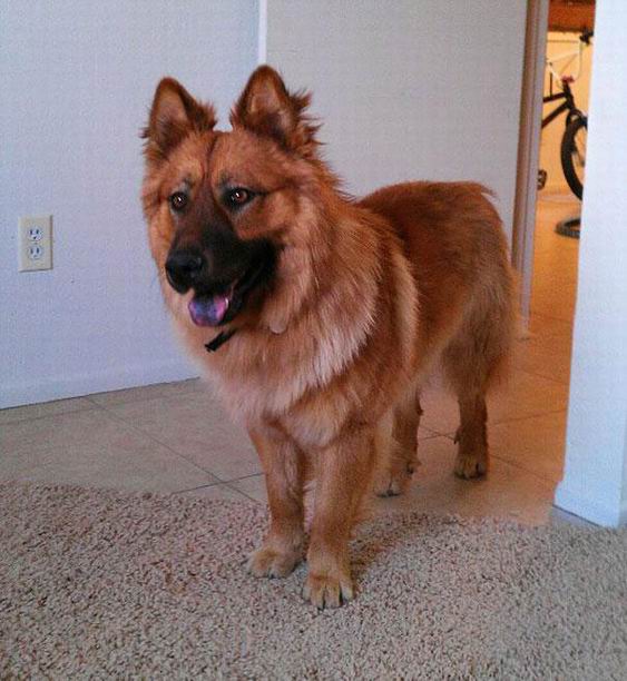 4. It is a cross between the Chow Chow & the German Shepherd
