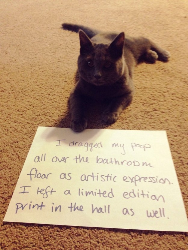 This cat who's pissed she wasted her artistic talent on you.