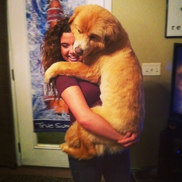This dog (or bear?) that just wants to cuddle.