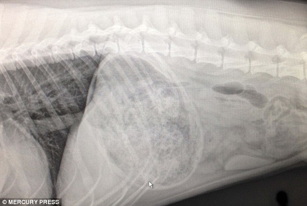 Vets were worried when a huge mass showed up in the stomach of a 92 pound boxer from Wisconsin 