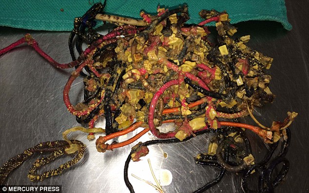 When they operated they found 30 hair ties inside the domestic shorthaired cat's stomach that had to be removed 