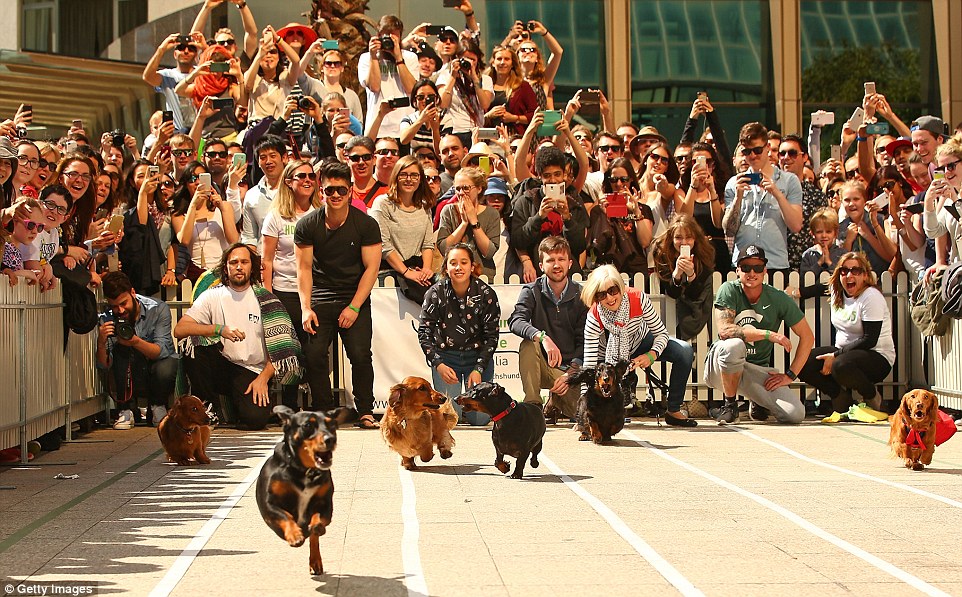 Daschunds of all shapes, sizes and variants compete in the Running of the Wieners Race and the best Dressed Dachshund during this year's Oktoberfest celebration