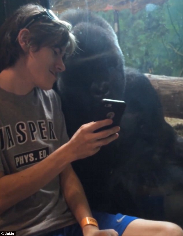The man tilted his phone towards the gorilla so that it could see the photographs more clearly
