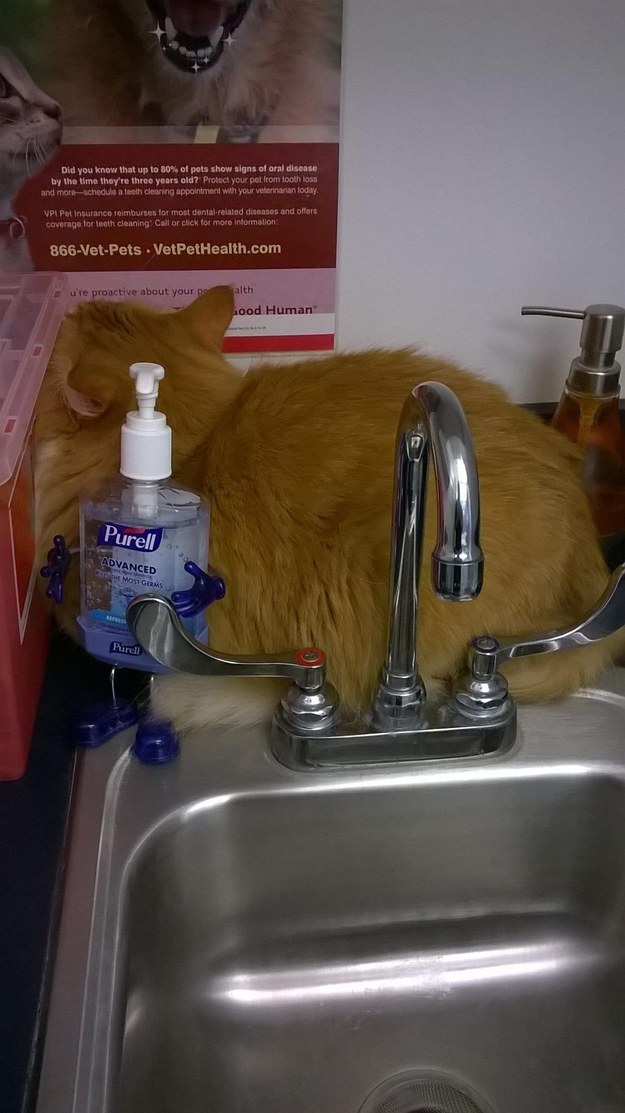 "Last time I hid in the sink I was found out. This new plan is FOOLPROOF."