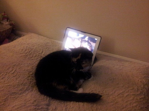 Scout the kitty lost her best friend, Charlie the dog, to cancer. Her owner puts an iPad on Charlie's dog bed and plays videos for the cat while she watches them and snuggles up to the screen.