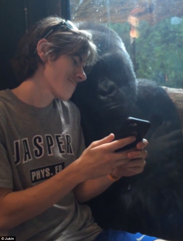 Later the gorilla leaned up against the glass and rather adorably appeared to read over the man's shoulder