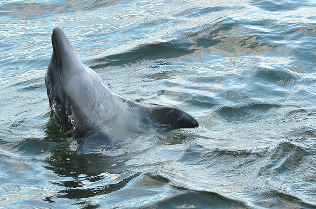 Moko the dolphin led two beached whales to safety.