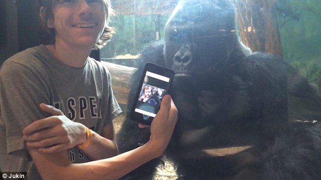 The man presented his phone to the the video maker  so that he could see that he was showing the gorilla pictures of apes