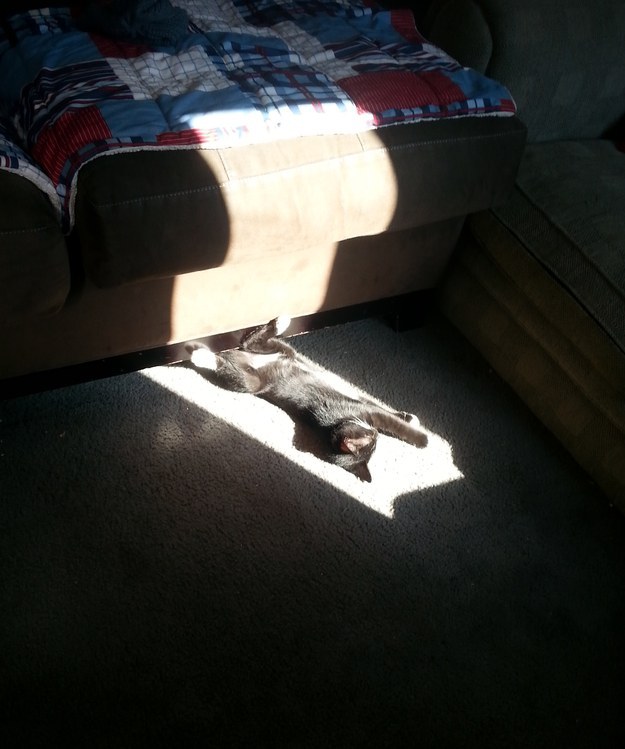 "This sunlight is just my size."