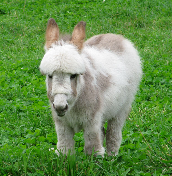 miniature-donkey1