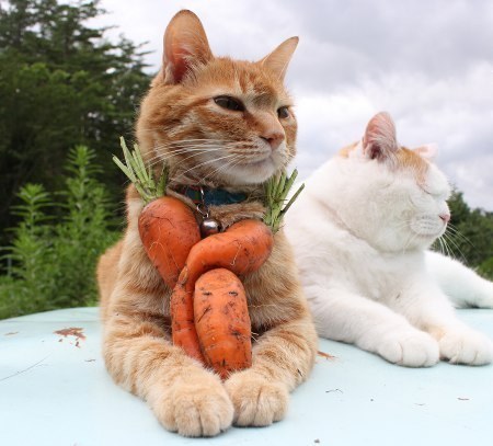 "I will guard this very special carrot with MY LIFE."