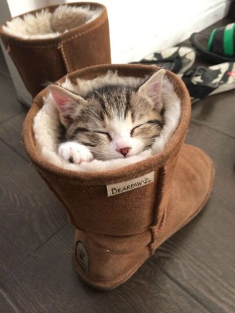 In case you're having a bad day, here's a cat in a boot. Sorry if repost.