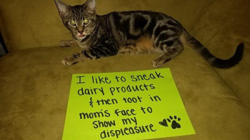 This cat whose lactose intolerance won't stop him.
