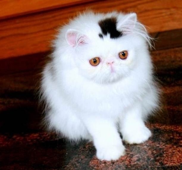 A cat with a permanent top hat