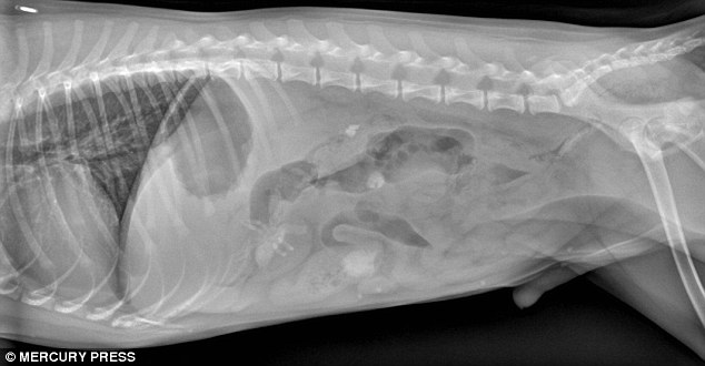 An x-ray from Samson, a five-month-old puggle puppy from Nebraska showing something stuck in his stomach 