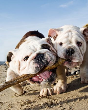 Top 10 dog beaches around the U.S. | pets | dogs | dog parks | best places for dogs | travel | English Bulldogs: 