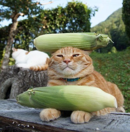 "Corn on the cat!"