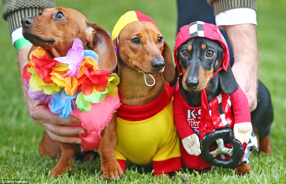Mini dachshunds Willy (left), dressed as a surf livesaver (centre) and Cooper (right), dressed as a racing car driver compete in the Hophaus Southgate Inaugural Best Dressed Dachshund