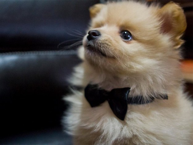 And puppies wearing bowties are what we call EUPHORIA.